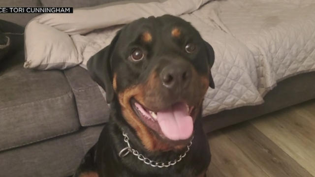 duke-rottweiler.jpg 