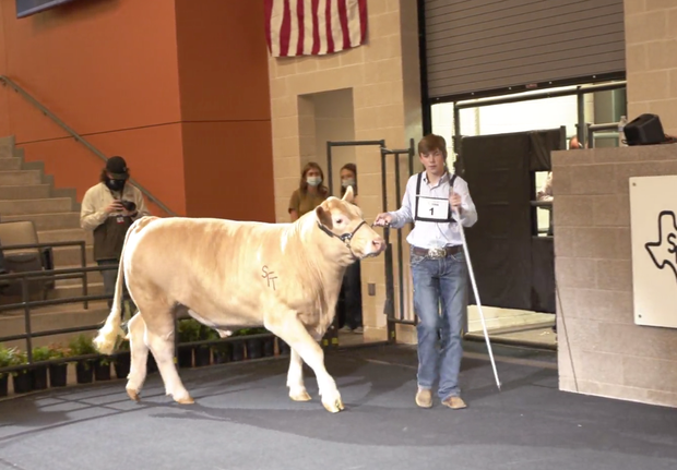 Grand Champion Steer 