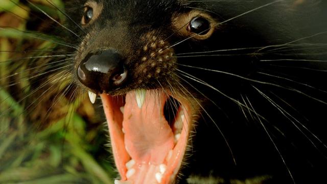 TO GO WITH AFP STORY "Australia-animal-c 