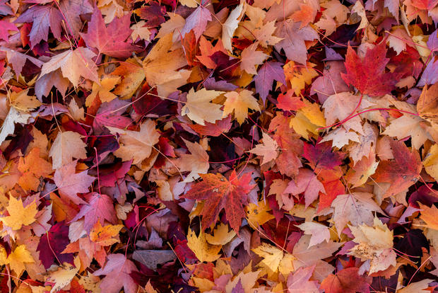 fall leaves rake leaf autumn 