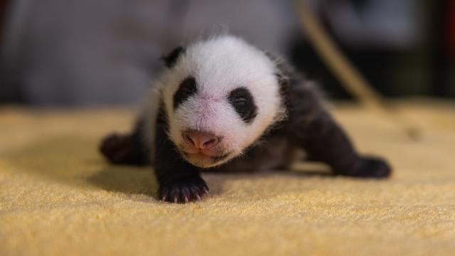 baby-panda.jpg 