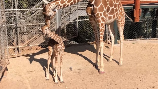 baby-giraffe.jpg 