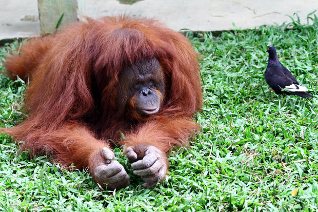 Orangutans At Medan Zoo 