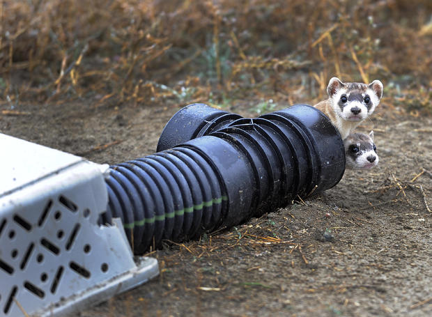 The U.S government through the U.S. Fish and Wildlife Service is breeding the black-footed ferret in captivity in northern Colorado. 