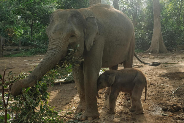 Newborn Sumatran Elephant In Indonesia 