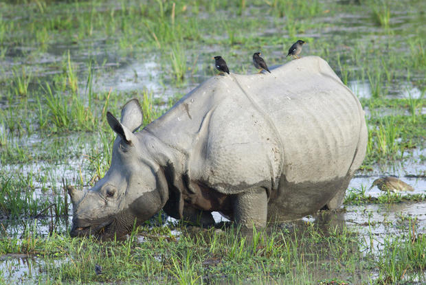 Mynah birds perch atop a rare Great One-horned Rhinoceros ( 