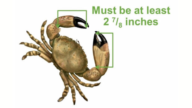 Stone crab size 
