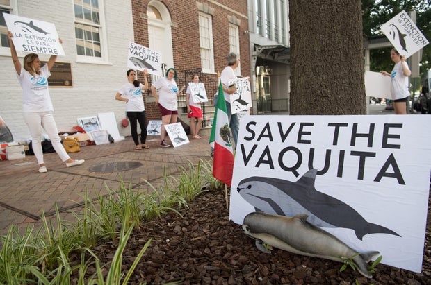 USA-MEXICO-CONSERVATION-ANIMAL-VAQUITA-demonstration