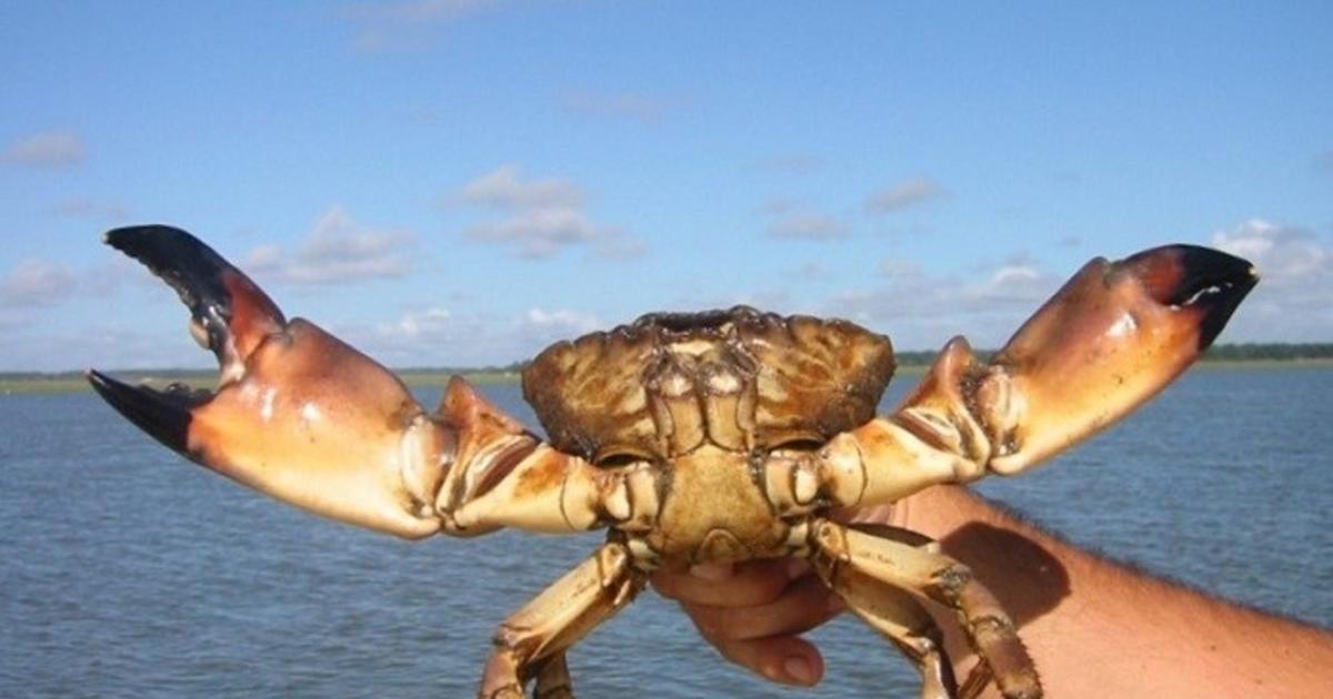 Hurricane Milton threatens to disrupt start of stone crab season, prices likely to rise