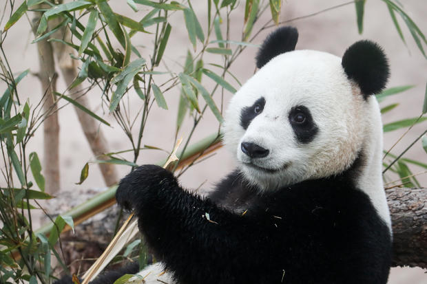 Moscow Zoo wins Giant Panda Global Awards 