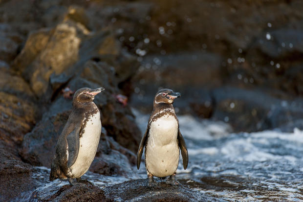 Galapagos penguins (Spheniscus mendiculus) standing on rocks 