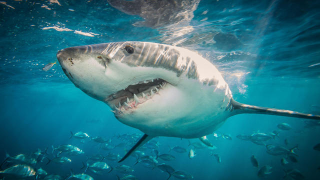 Food blogger who ate great white shark is fined $18,500