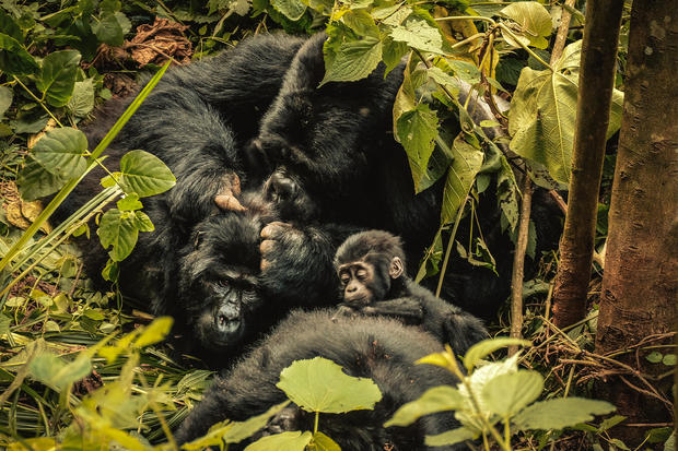 Family of mountain gorillas seen resting at the Bwindi 
