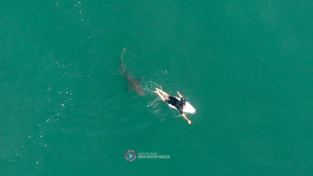 A shark swims close to World championship tour surfer Matt Wilkinson World at Sharpes Beach, New South Wales 