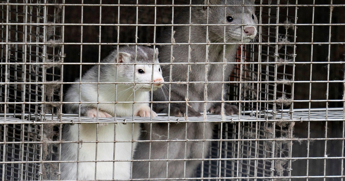 2 people arrested for allegedly releasing 200 minks from Pennsylvania