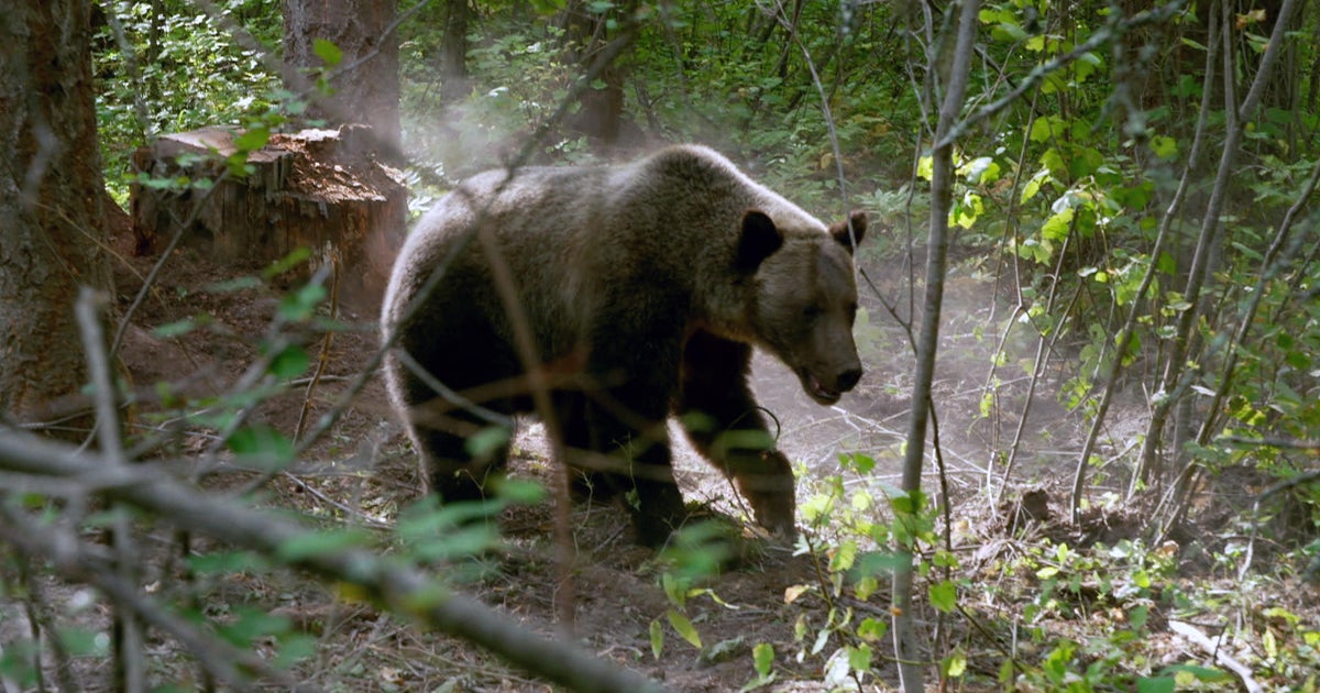 People and grizzly bears learn to live with each other in Montana 60