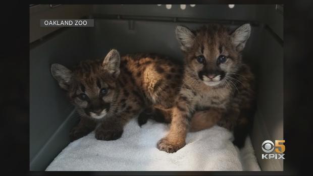 mountain lion kittens, oakland zoo 