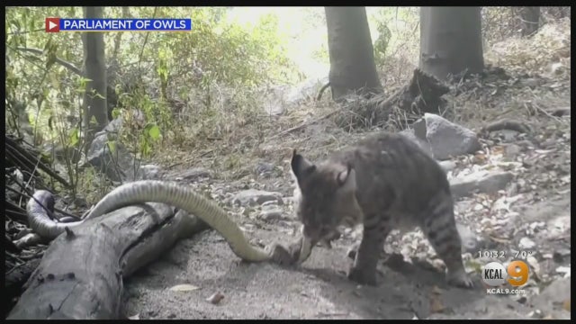 Bobcat-Vs.-Rattlesnake.jpg 