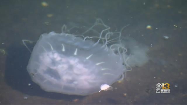 Harbor-Jellyfish.jpg 