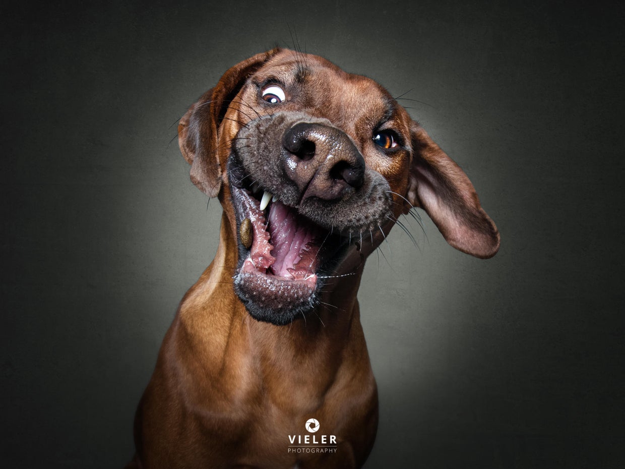 Just 54 photos of dogs getting treats