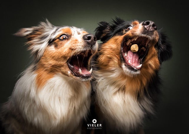 Vieler photography dogs cheap