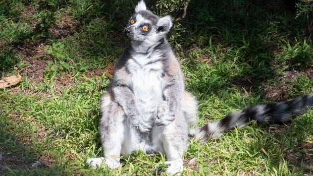 lemur.jpg 