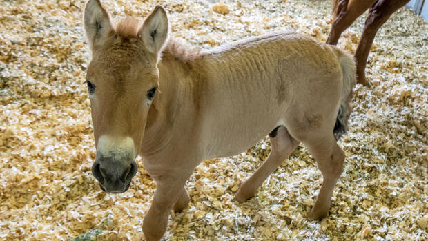 Kurt, a tiny horse who is actually a clone, is seen in this September 1, 2020, photo provided by San Diego Zoo Global. 
