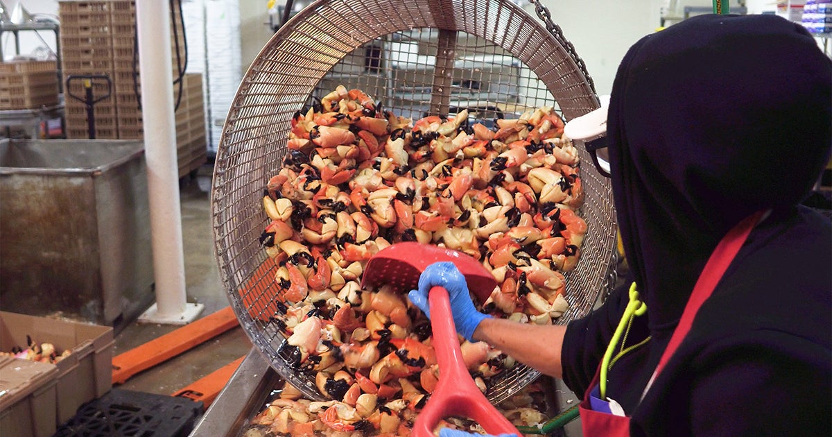 Stone crab season survives storms; fishermen thrive despite early fears Stone crab season survives storms; fishermen thrive despite early fears