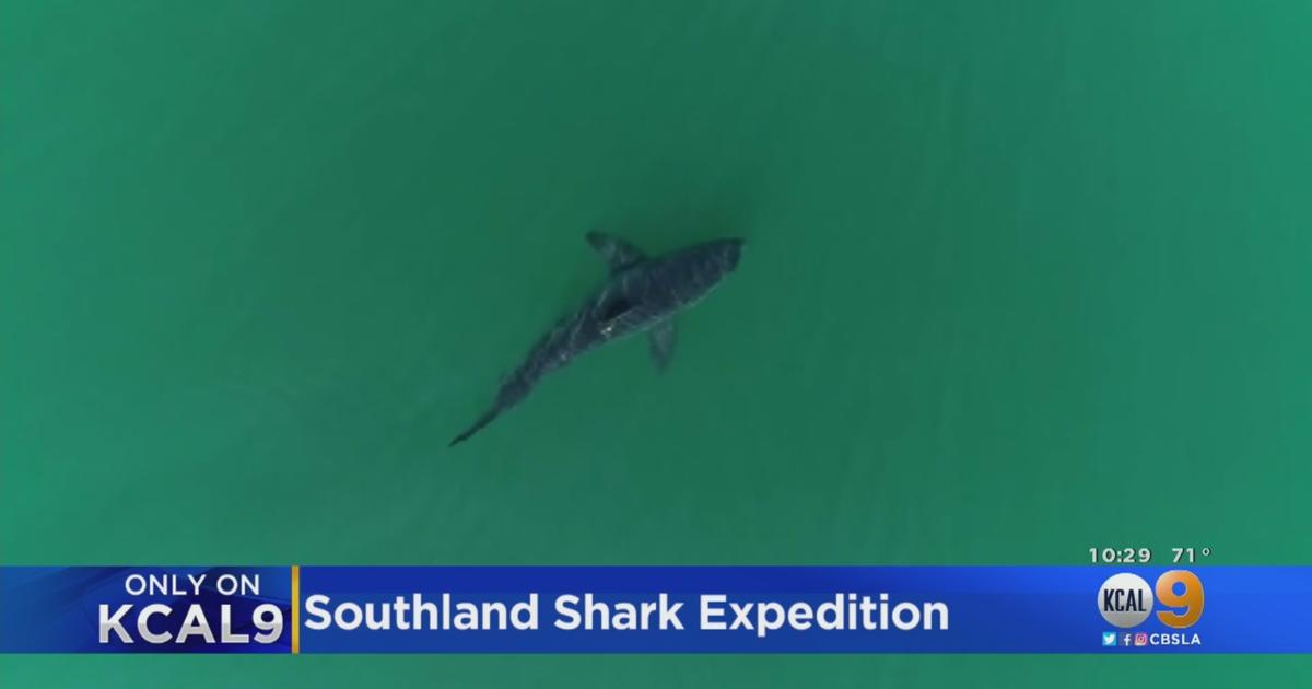 CSULB Shark Lab Tags Record Number Of Sharks Off SoCal Coast - CBS Los ...