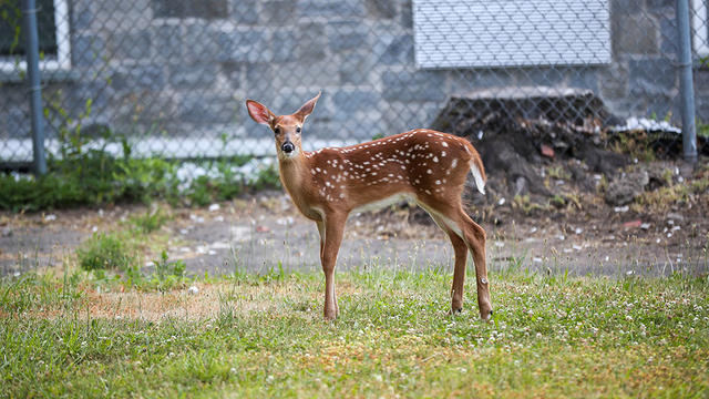 Deer spread COVID to humans multiple times, researchers find