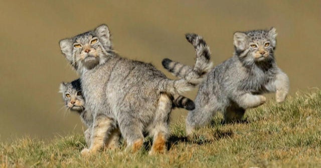 The best shots from the Wildlife Photographer of the Year Awards - CBS News