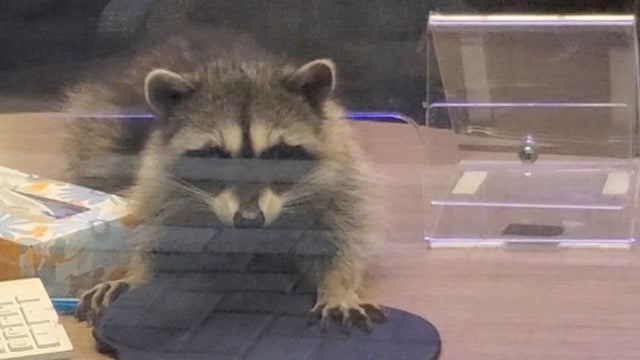 Raccoon1.jpg 