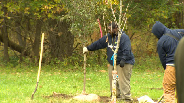 baltimore-tree-trust.jpg 