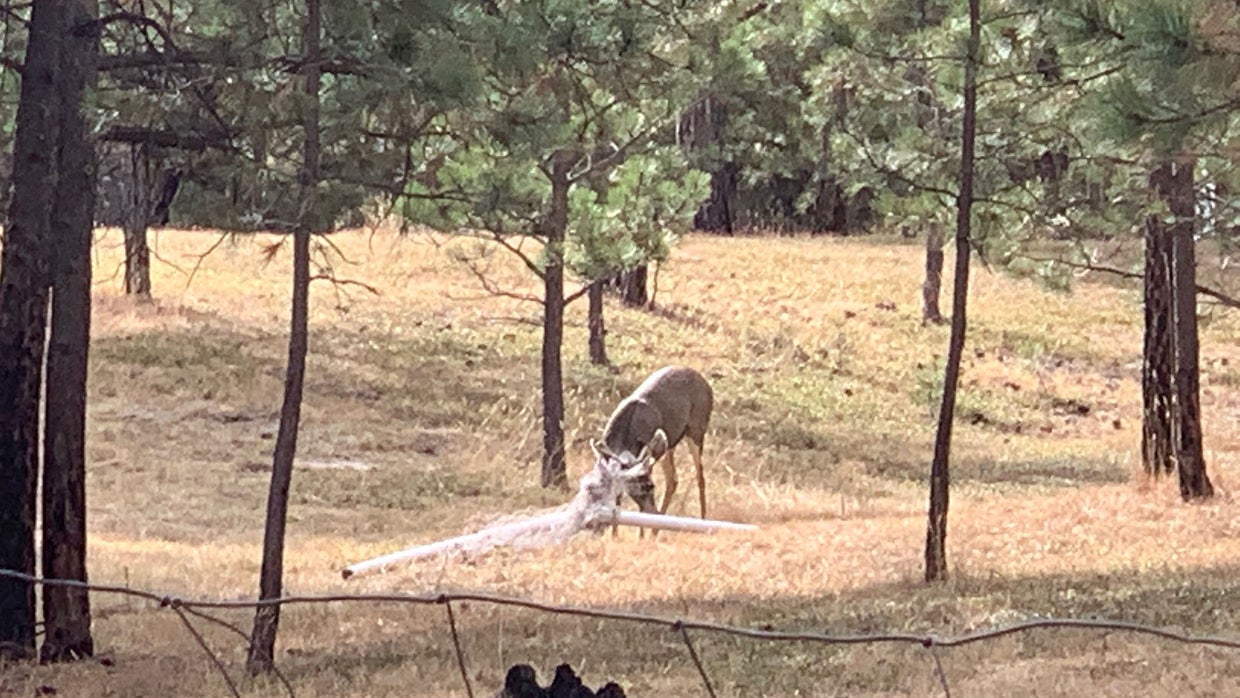 Deer Tangled In Sports Net In Black Forest Cut Free By Colorado Parks ...