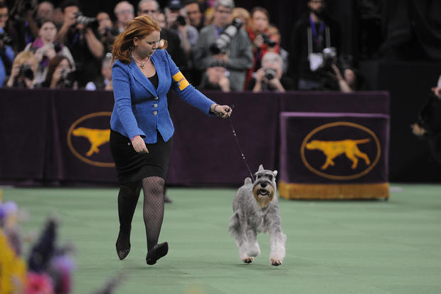 The Westminster Kennel Club Dog Show - 2016 