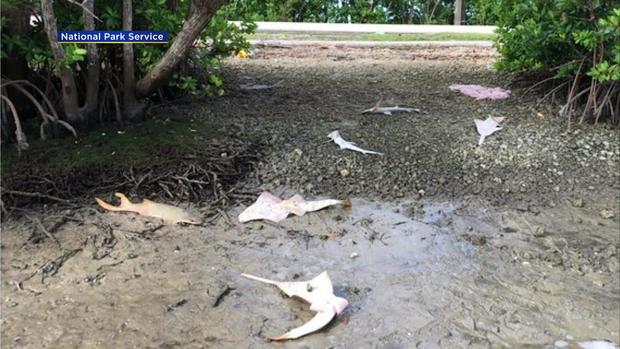 endangered sawfish found dead 