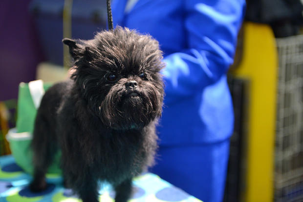 The Westminster Kennel Club Dog Show - 2013 