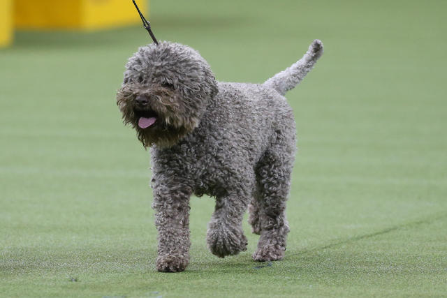 can a lagotto romagnolo eat slim jim