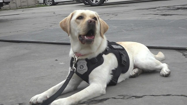 Compton-K9-Brownie.jpg 