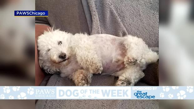 PAWS Dog Of The Week: Spencer 