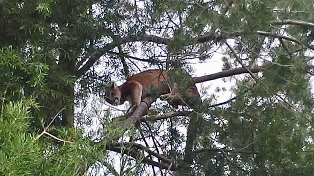 Mountain-lion-sleeping-Agoura-Hills.png 