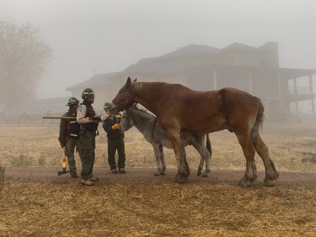 Donkey &amp; Draft Horse 2 (credit Boulder County Parks &amp; Open Space) 