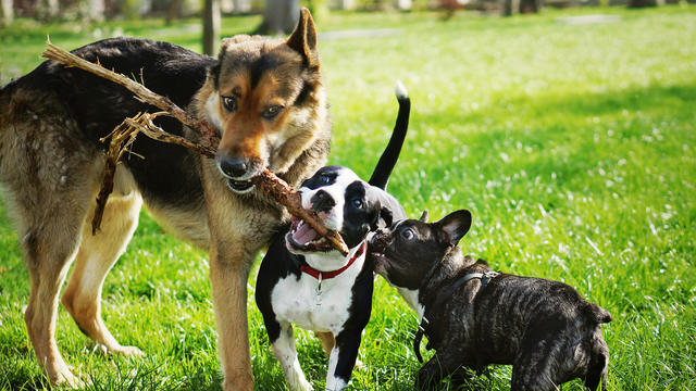 Three friendly happy playing dogs in summer park. German shepherd, american staffordshire terrier and french bulldog holding one stick. Different dog breeds have fun together. 