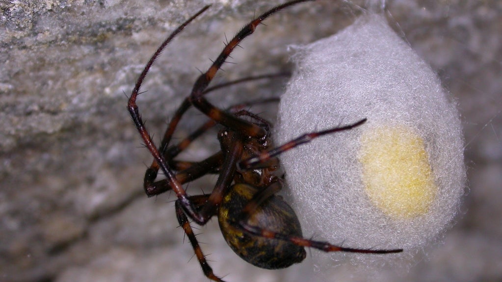 Researchers Identify 91 More Spider Species In Maine - CBS Boston