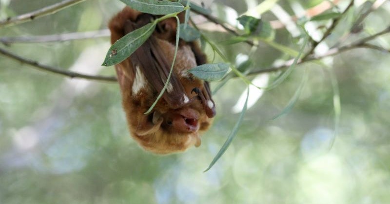 It's Bat Week! Celebrate By Learning More About These Important ...