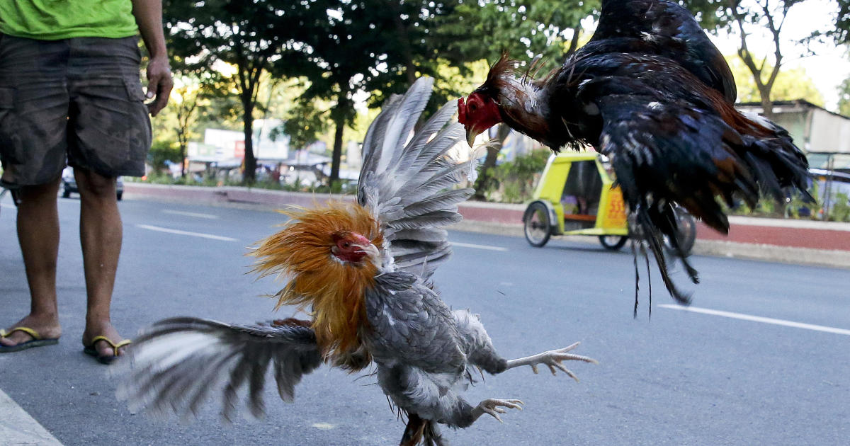 Police Officer Killed By Roosters Blade During Cockfight Raid In The Philippines Cbs News 