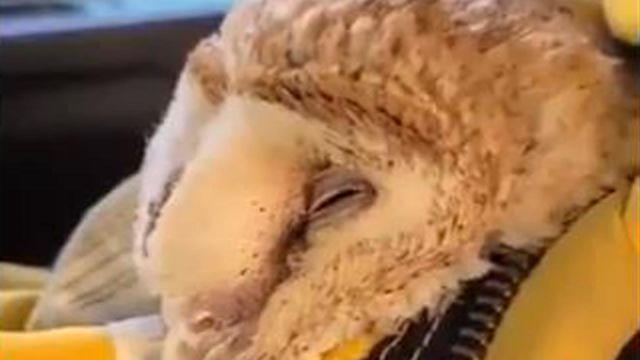 Firefighters hold a barn owl rescued from the Silverado Fire in Southern California on October 27, 2020, in this image capture from video posted to social media. 
