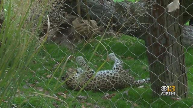 Maryland-Zoo-leopard.jpg 