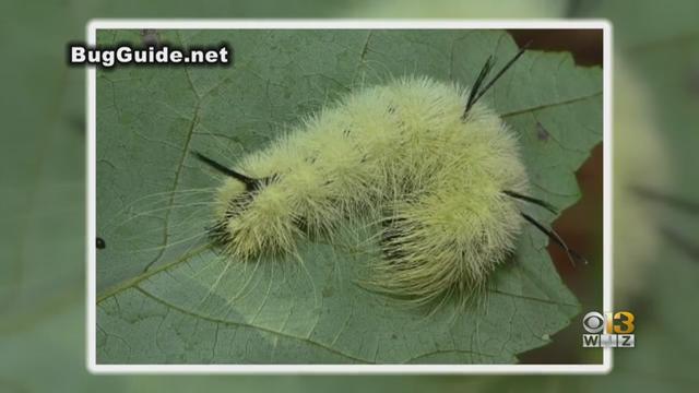American-dagger-moth-caterpillar.jpg 