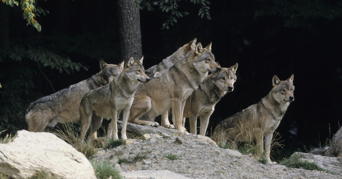 As gray wolves divide conservationists and ranchers, a mediator tries to tame all sides